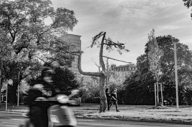 Poor Pine - Obere Donaustrasse 2022 - SG 30 x 20 cm.