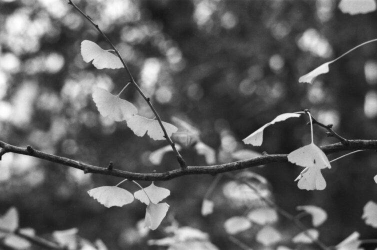 *SOLD* Ginkgo leaves -  Augarten 2022 - SG 30 x 20 cm.