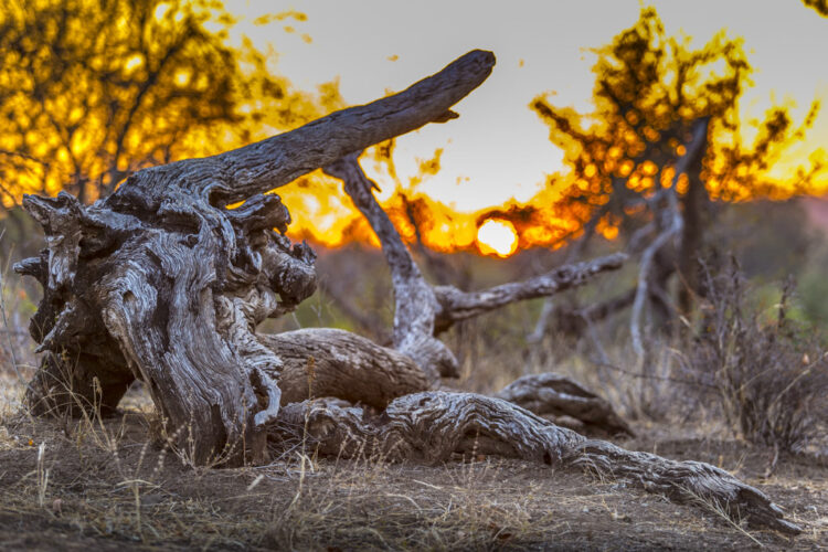 Limpopo Sunset, South Africa 2016, Fuji Chrystal Archive 30x20 cm.