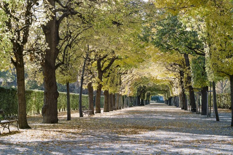 *SOLD* Autumn - Augarten 2020